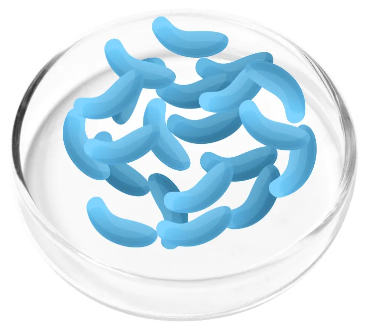 Lactobacillus Gaseri